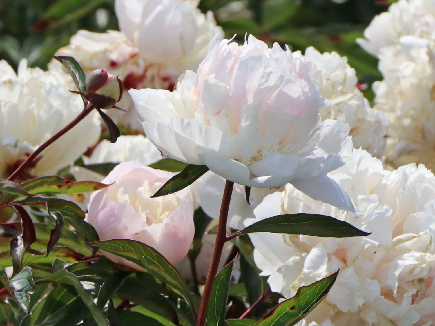 Pfingstrose 'Solange' - Paeonia lactiflora 'Solange'