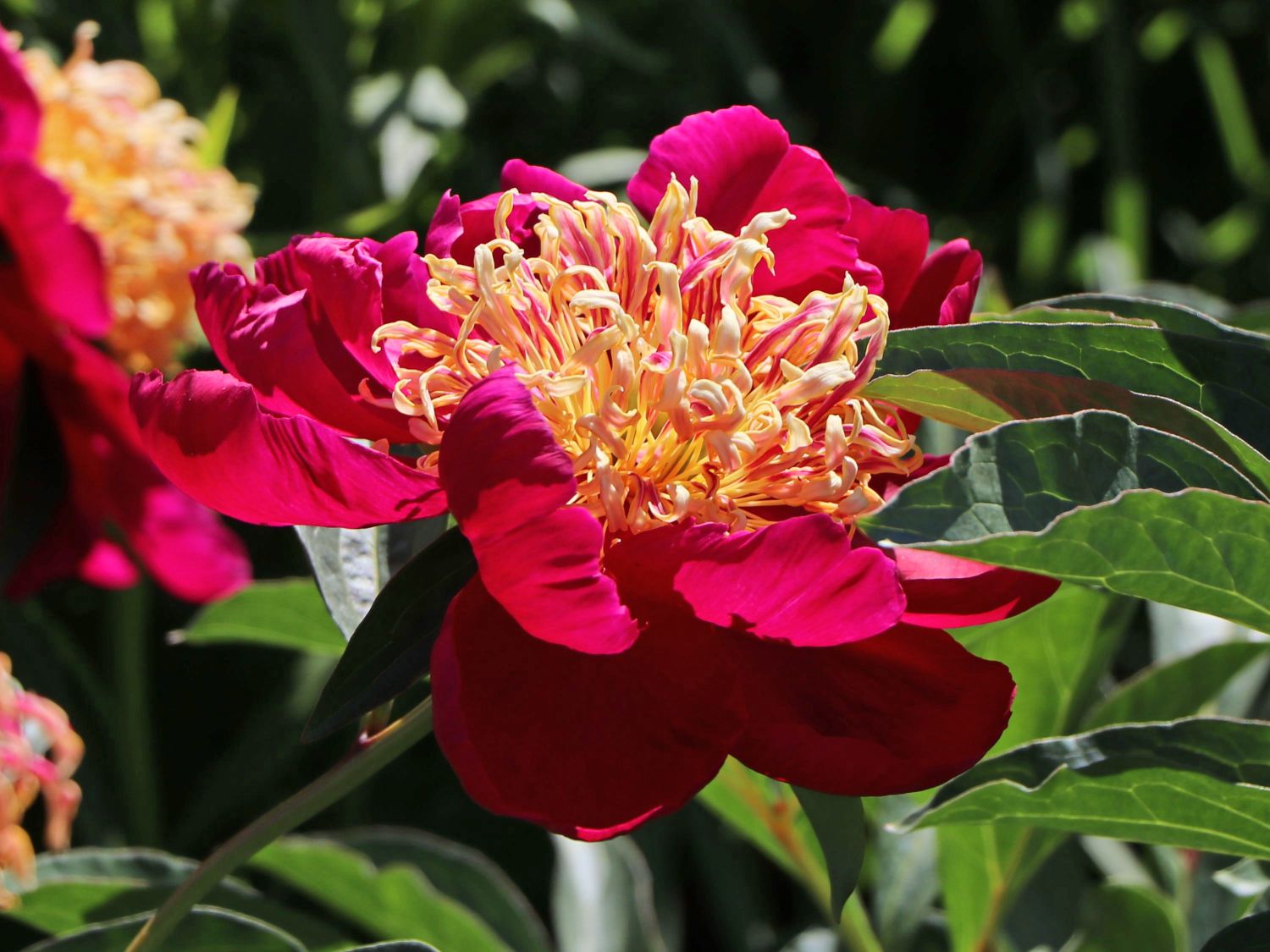 Pfingstrose 'Sword Dance'