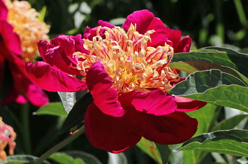 Pfingstrose 'Sword Dance' - Paeonia lactiflora 'Sword Dance'