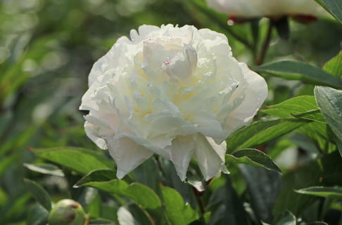 Pfingstrose weiß gefüllt - Paeonia lactiflora, weiß gefüllt