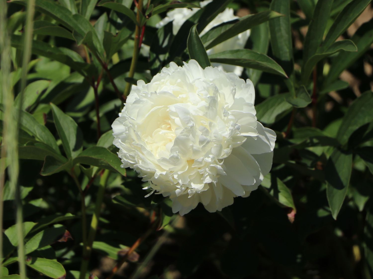 Pfingstrose weiß gefüllt Schönste Stauden & Expertenwissen