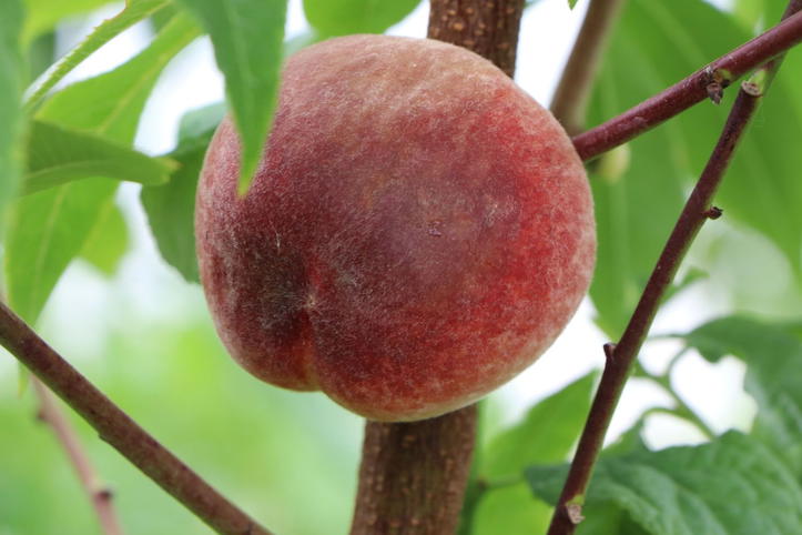 Prunus Persica (syn. 'Péche De Juin') 'AMSDEN' Peach Tree - Early - Foto 1