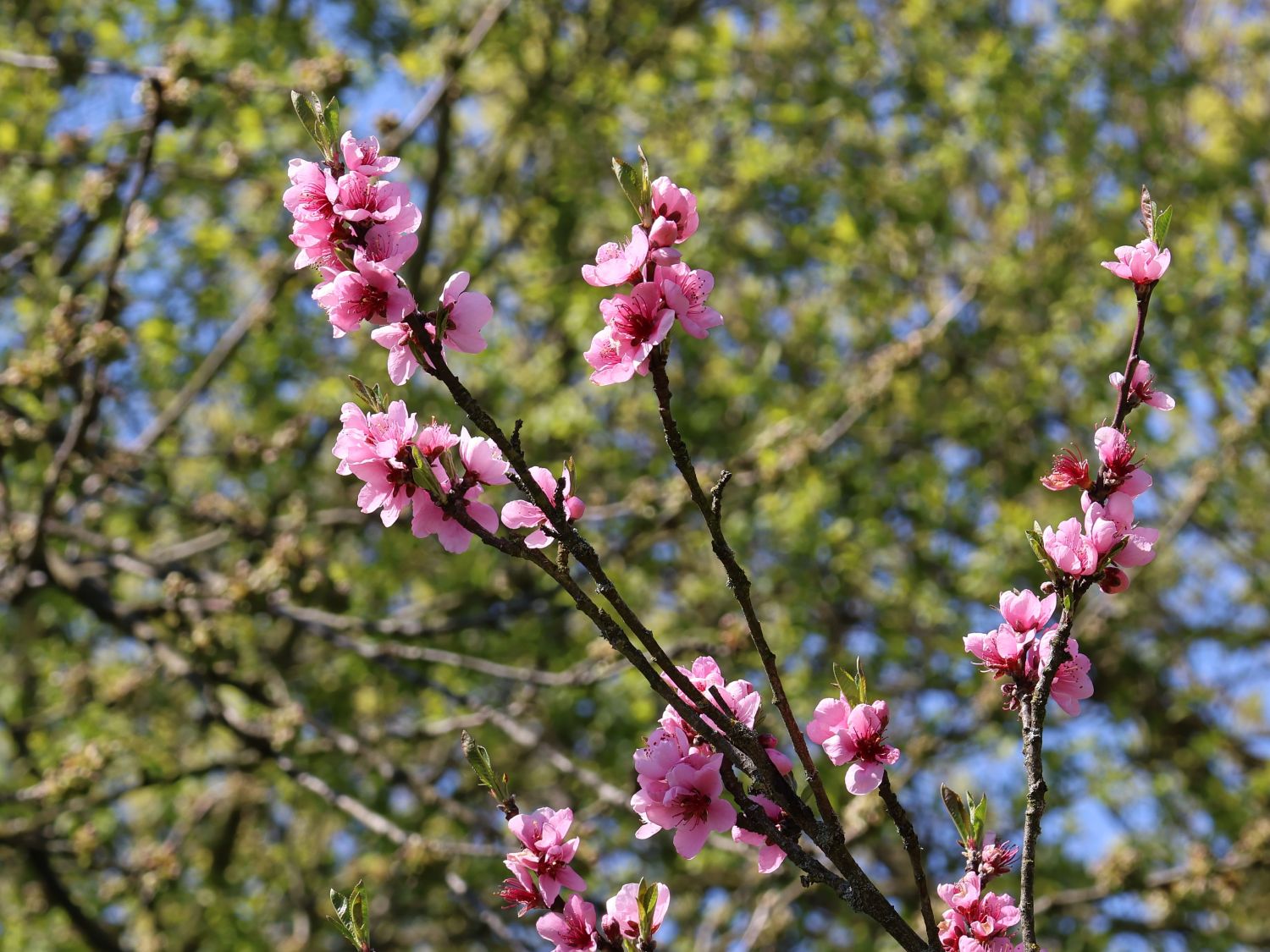Pfirsich 'Dixired' - Prunus persica 'Dixired'
