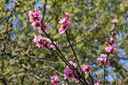 Pfirsich 'Dixired' - Prunus persica 'Dixired'