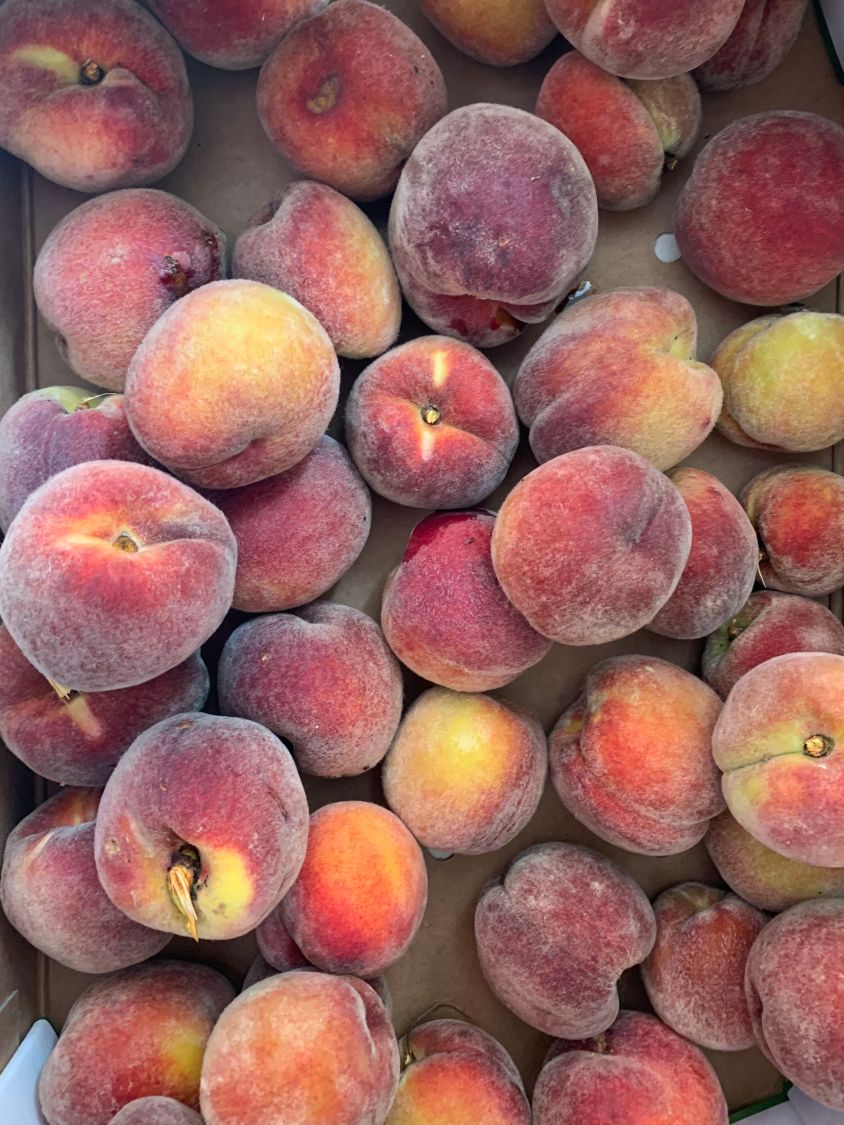 Pfirsich 'Dixired' - Prunus persica 'Dixired'