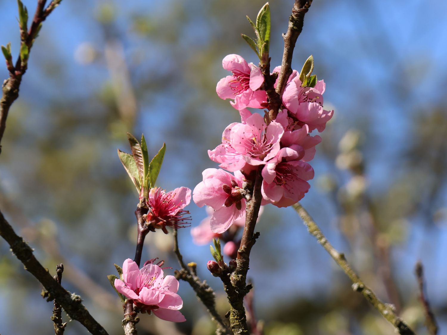 Pfirsich 'Dixired' - Prunus persica 'Dixired'