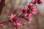 Pfirsich 'Flamingo' - Prunus persica 'Flamingo'