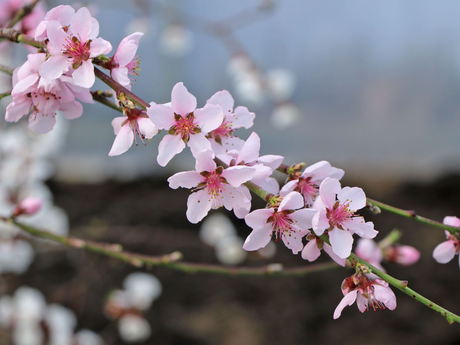 Pfirsich 'Fruteria' ® - Prunus persica 'Fruteria' ®