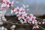 Pfirsich 'Fruteria' ® - Prunus persica 'Fruteria' ®
