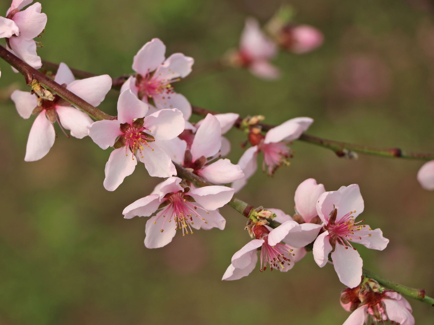 Pfirsich 'Fruteria' ® - Prunus persica 'Fruteria' ®