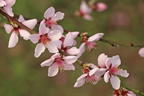 Pfirsich 'Fruteria' ® - Prunus persica 'Fruteria' ®