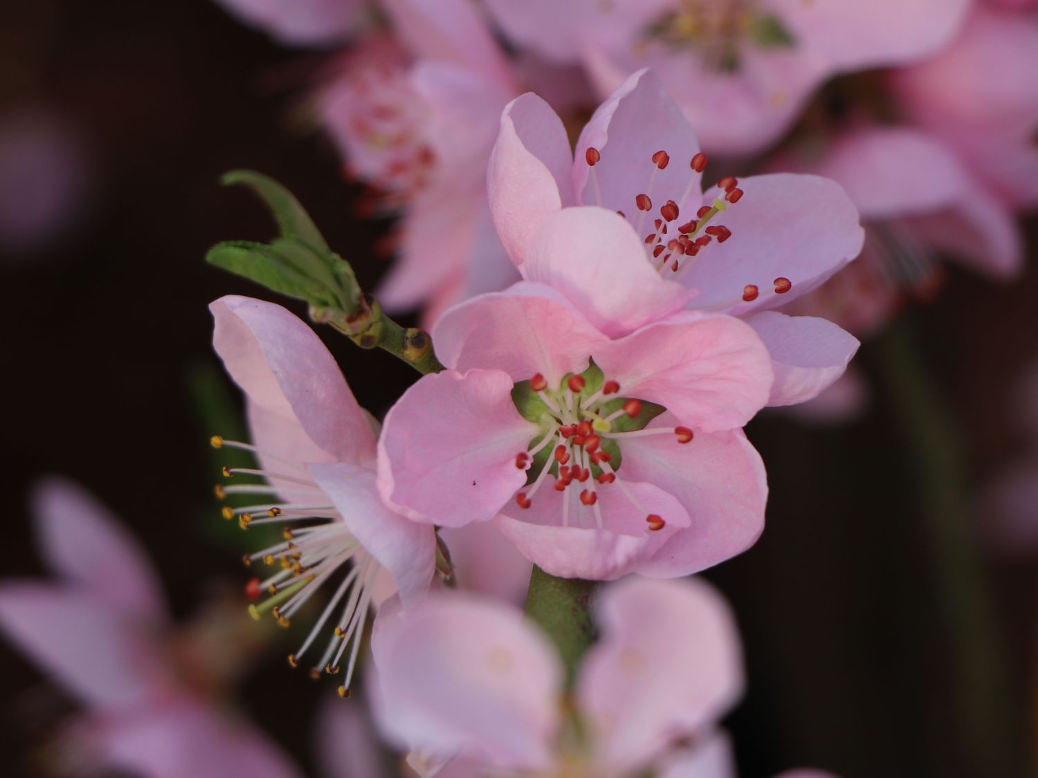 Pfirsich 'Ice Peach' ® - Prunus persica 'Ice Peach' ®