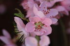 Pfirsich 'Ice Peach' ® - Prunus persica 'Ice Peach' ®