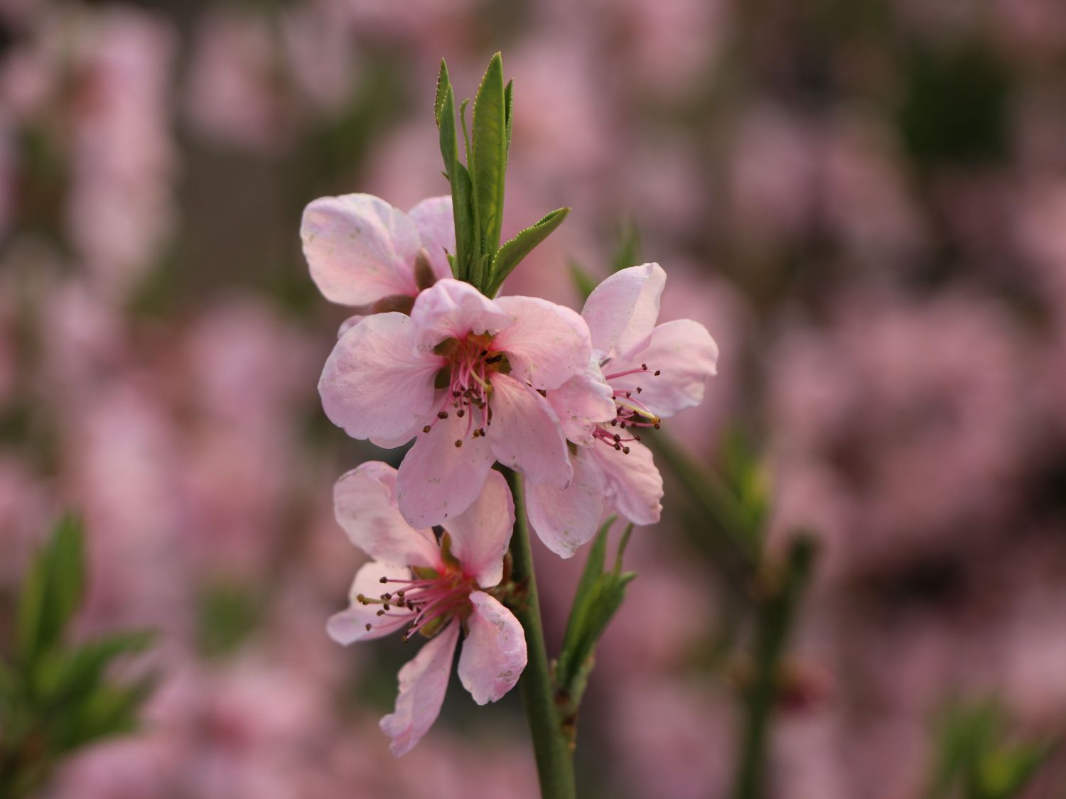 Pfirsich 'Ice Peach' ® - Prunus persica 'Ice Peach' ®