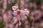Pfirsich 'Ice Peach' ® - Prunus persica 'Ice Peach' ®