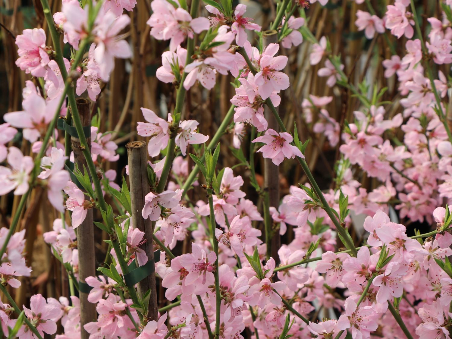 Pfirsich 'Ice Peach' ® - Prunus persica 'Ice Peach' ®