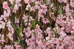 Pfirsich 'Ice Peach' ® - Prunus persica 'Ice Peach' ®