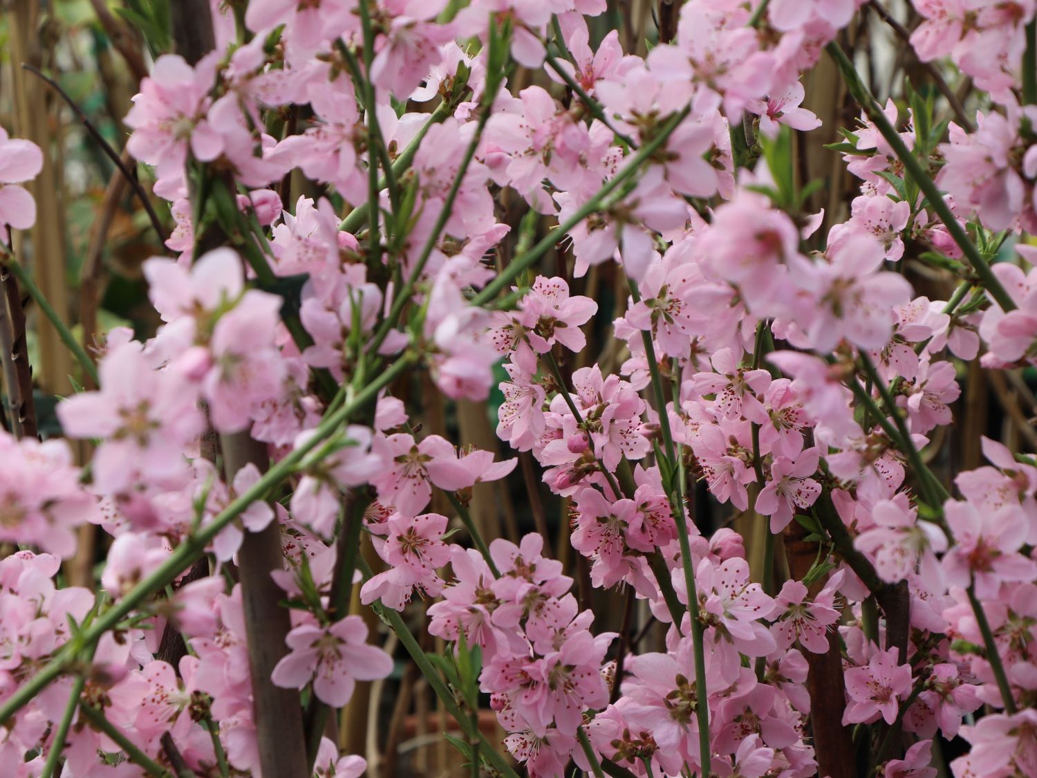 Pfirsich 'Ice Peach' ® - Prunus persica 'Ice Peach' ®
