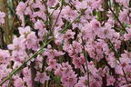 Pfirsich 'Ice Peach' ® - Prunus persica 'Ice Peach' ®