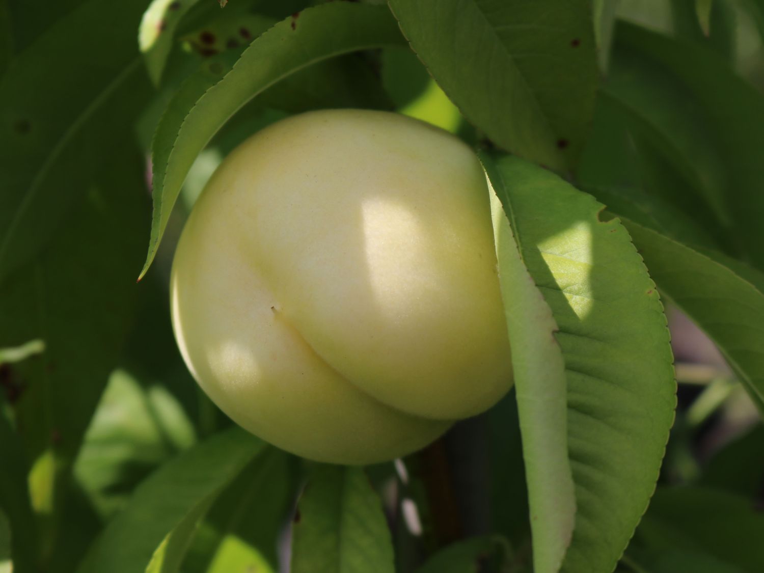 Pfirsich 'Ice Peach' ® - Prunus persica 'Ice Peach' ®