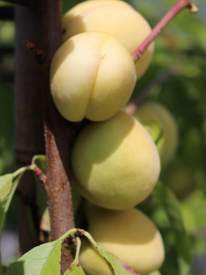 Pfirsich 'Ice Peach' ® - Prunus persica 'Ice Peach' ®