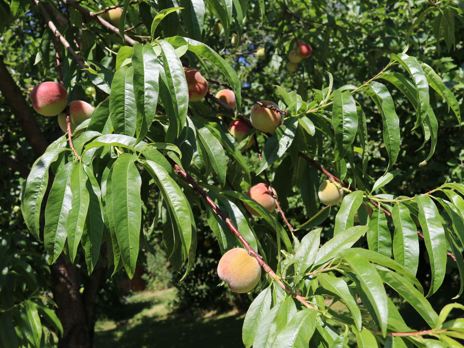 Pfirsich 'Kernechter vom Vorgebirge'
