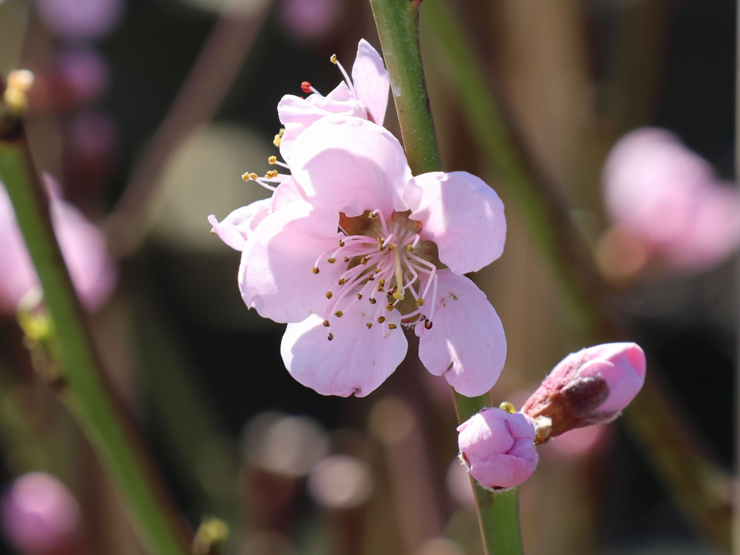 Pfirsich 'Pilot' - Prunus persica 'Pilot'