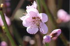 Pfirsich 'Pilot' - Prunus persica 'Pilot'