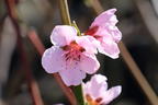Pfirsich 'Pilot' - Prunus persica 'Pilot'