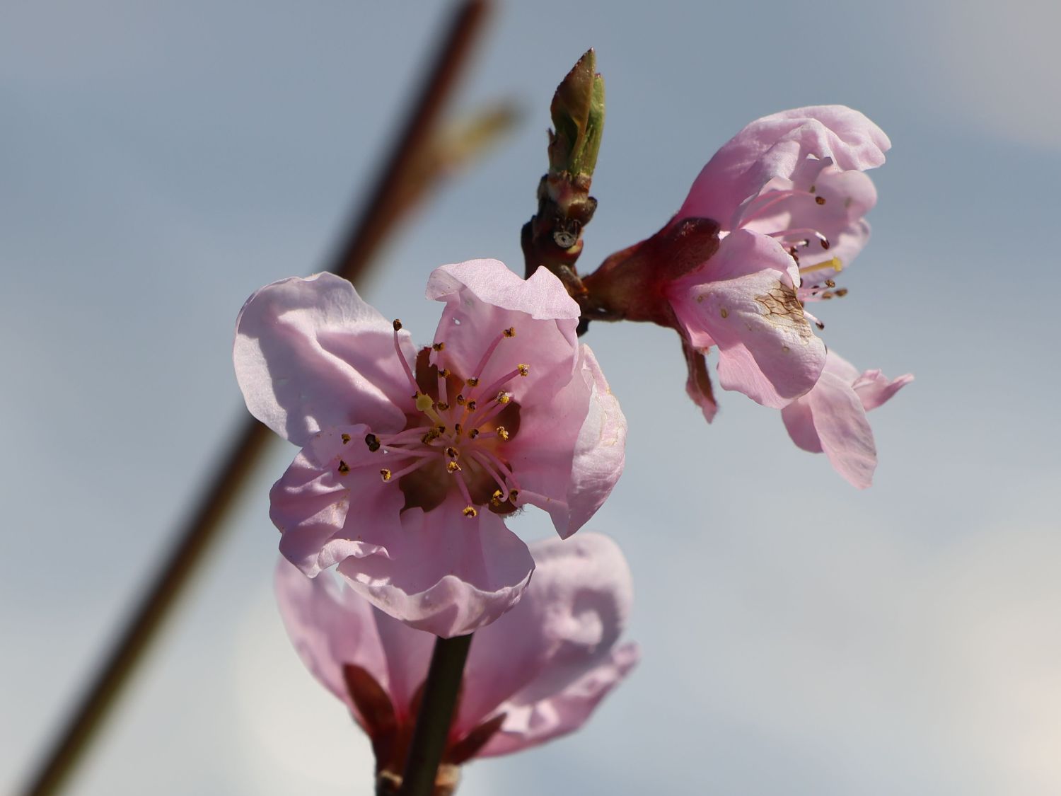 Pfirsich 'Pilot' - Prunus persica 'Pilot'