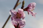Pfirsich 'Pilot' - Prunus persica 'Pilot'