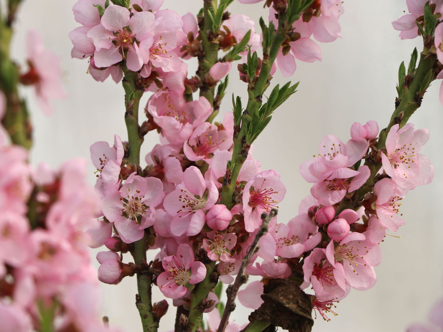 Pfirsich 'Proskauer' - Prunus persica 'Proskauer'
