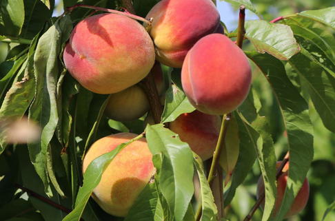 Pfirsich 'Red Haven' - Prunus persica 'Red Haven'