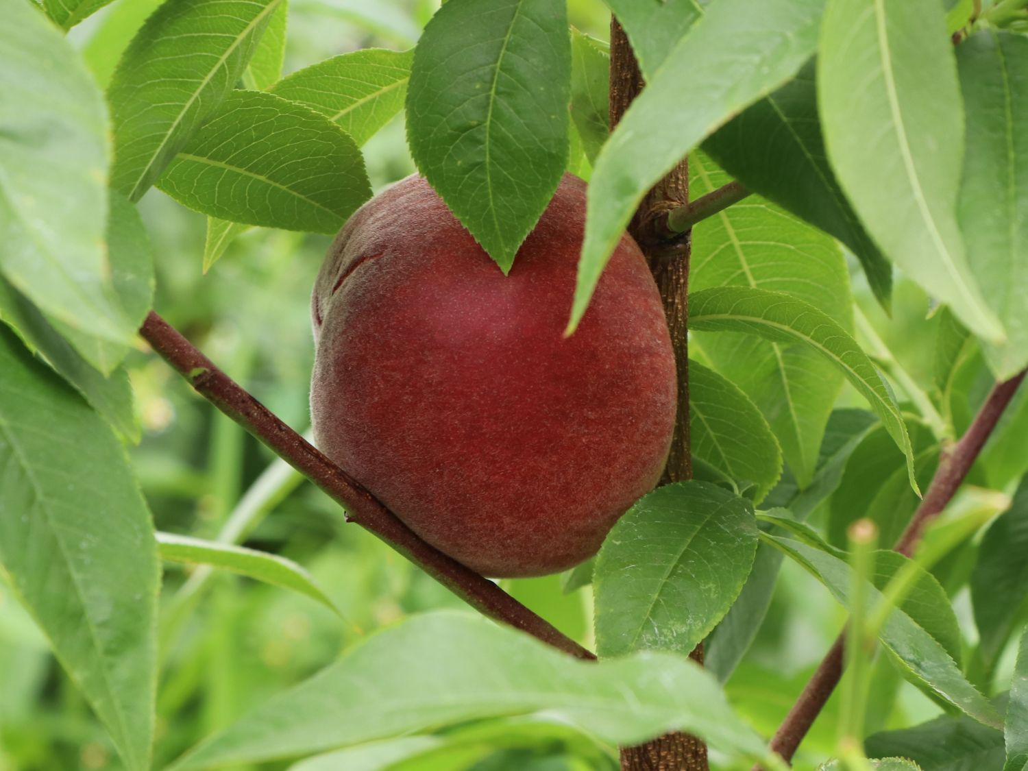 Pfirsich 'Rekord von Alfter'