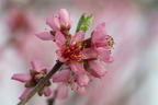 Pfirsich 'Rekord von Alfter' - Prunus persica 'Rekord von Alfter'