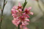 Pfirsich 'Rekord von Alfter' - Prunus persica 'Rekord von Alfter'