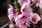 Pfirsich 'Rekord von Alfter' - Prunus persica 'Rekord von Alfter'