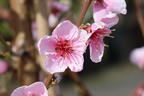 Pfirsich 'Rekord von Alfter' - Prunus persica 'Rekord von Alfter'