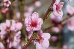 Pfirsich 'Rekord von Alfter' - Prunus persica 'Rekord von Alfter'