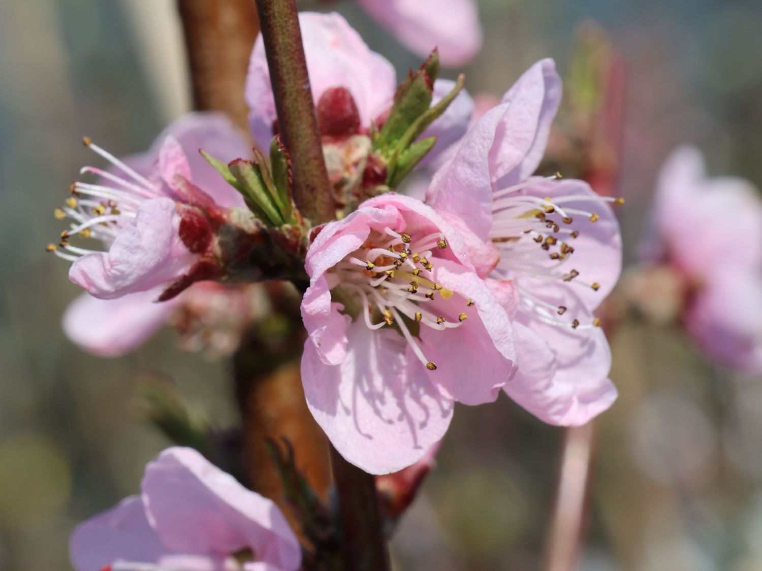 Pfirsich 'Revita' - Prunus persica 'Revita'