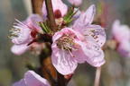 Pfirsich 'Revita' - Prunus persica 'Revita'