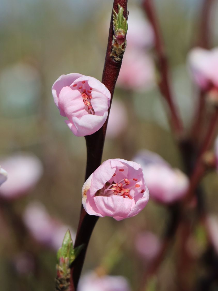 Pfirsich 'Revita' - Prunus persica 'Revita'