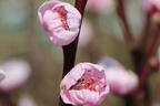 Pfirsich 'Revita' - Prunus persica 'Revita'