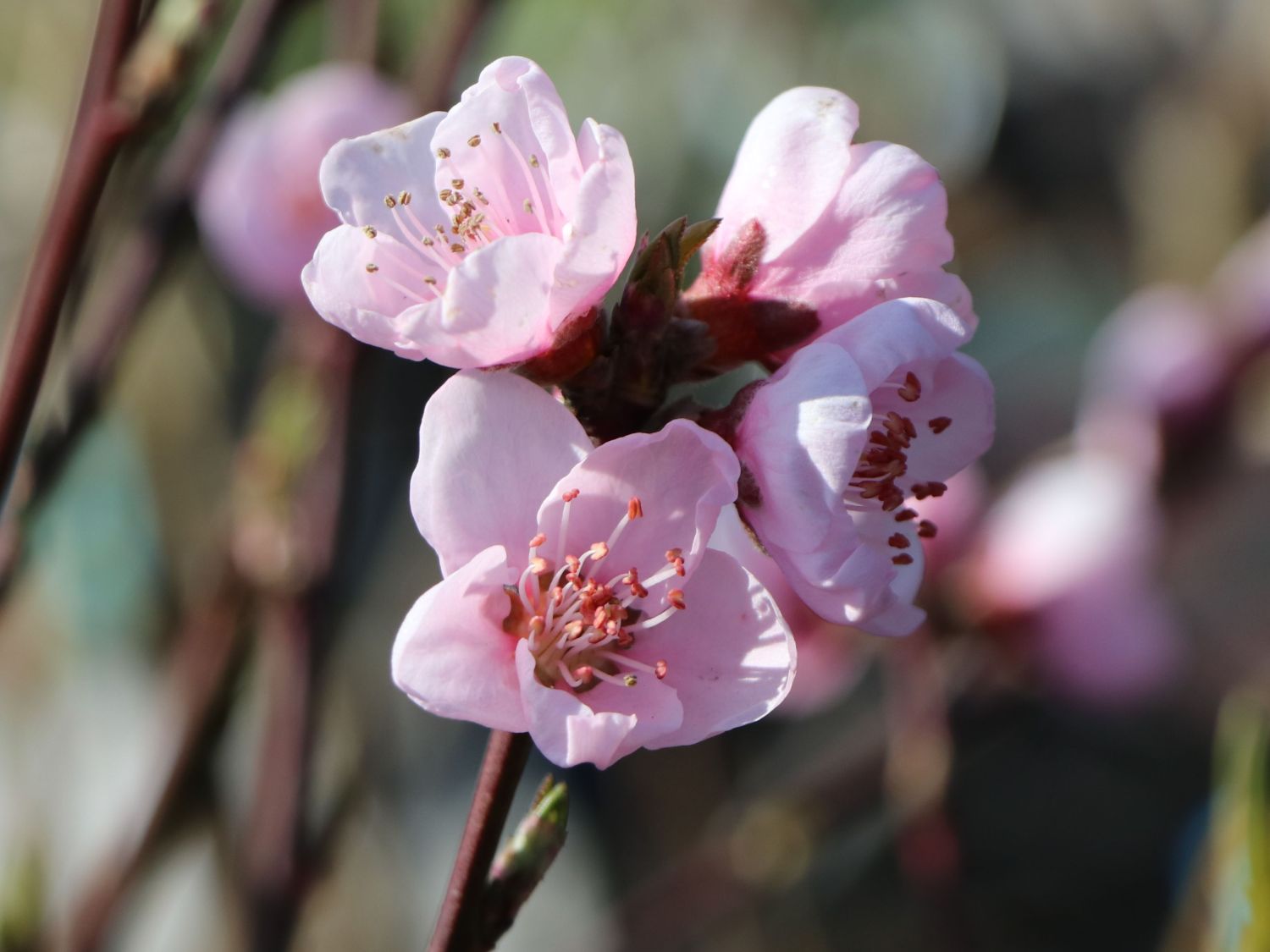 Pfirsich 'Revita' - Prunus persica 'Revita'