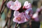 Pfirsich 'Revita' - Prunus persica 'Revita'