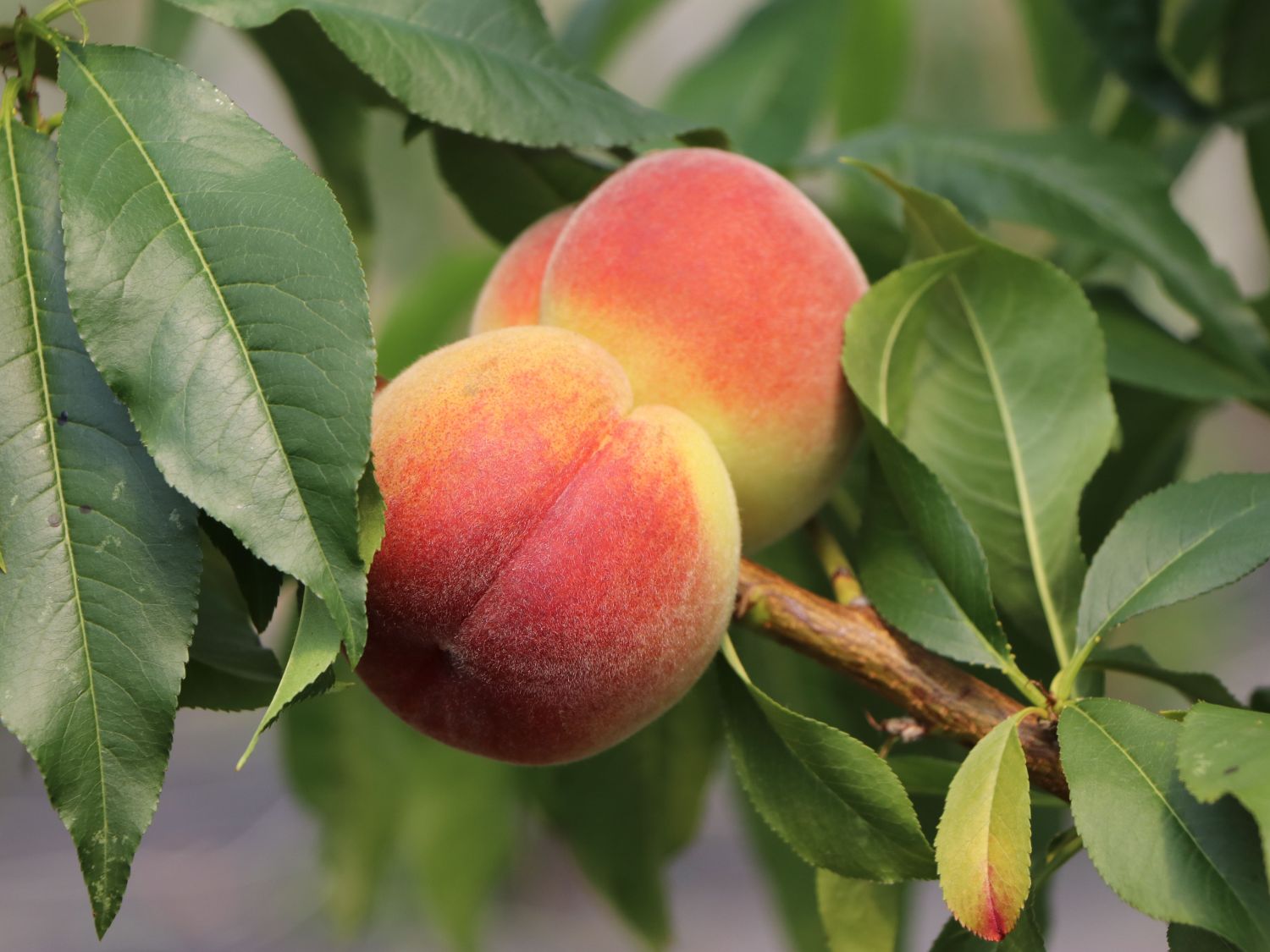 Pfirsich 'Revita' - Prunus persica 'Revita'