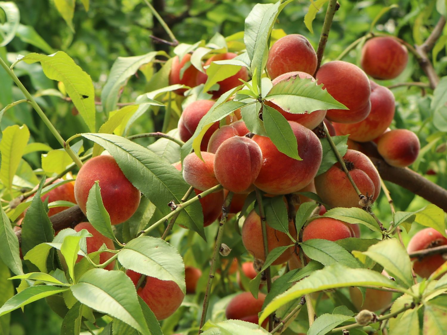 Pfirsich 'Revita' - Prunus persica 'Revita'