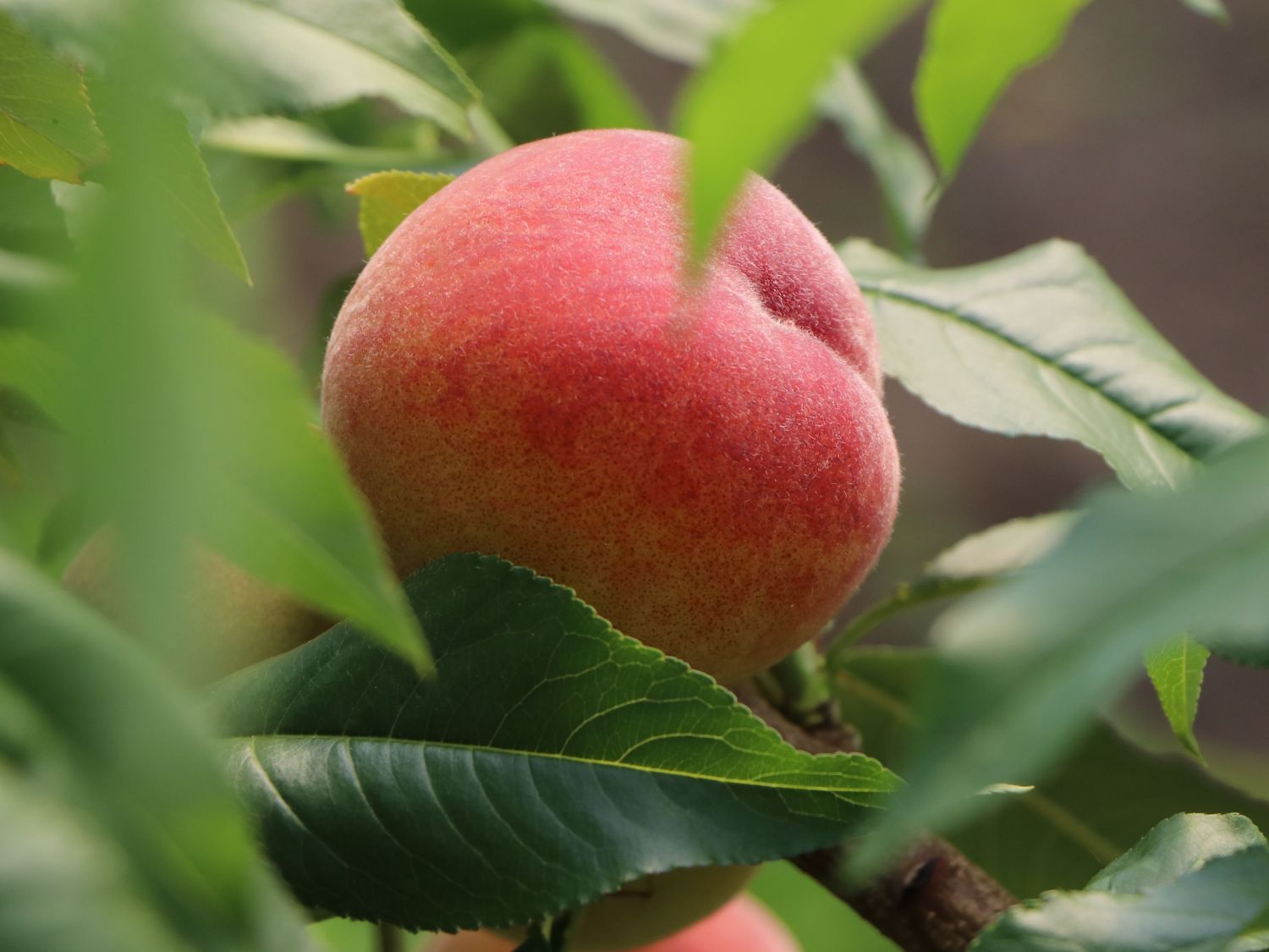 Pfirsich 'Revita' - Prunus persica 'Revita'