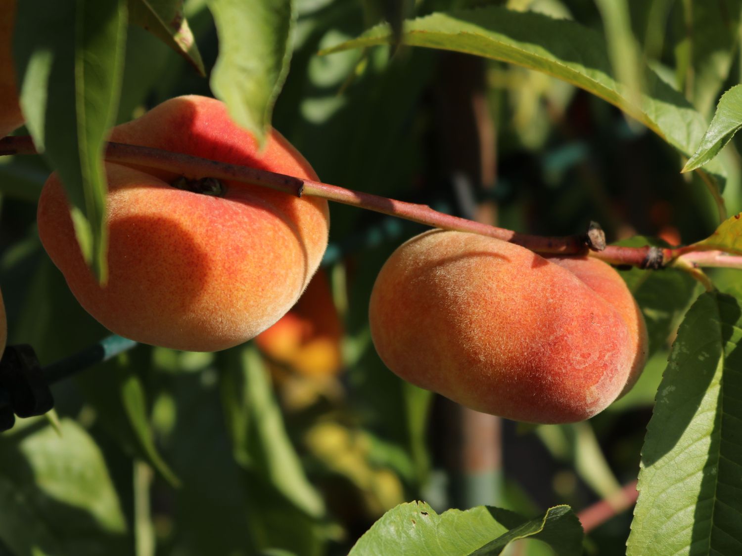 Pfirsich 'Sandwich Gelb'