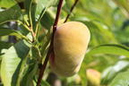 Pfirsich 'Sandwich Gelb' - Prunus persica 'Sandwich Gelb'